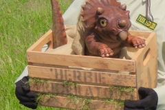 Baby Triceratops