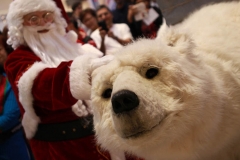 Bjorn The Polar Bear