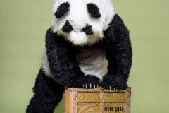 Giant Pandas