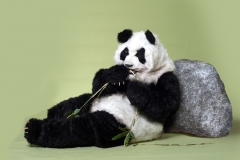 Giant Pandas