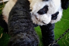 Giant Pandas