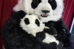 Giant Pandas