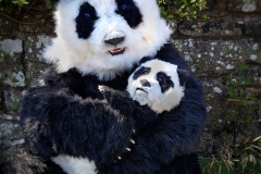 Giant Pandas