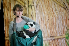 Giant Pandas