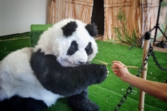 Giant Pandas