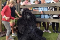 The Gorillas
