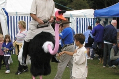 Ostriches