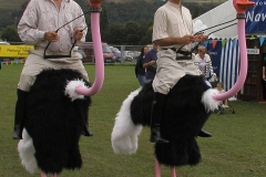 Ostriches