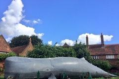 The Whale
