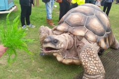 What the Tortoise Taught Us