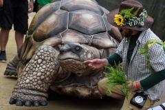 What the Tortoise Taught Us - photo Lindsey Harris
