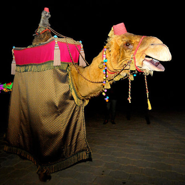 Prince Amir & Kitty the Camel - Camel and Meerkat - Walkabout characters