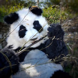Giant Pandas - Informative educational show